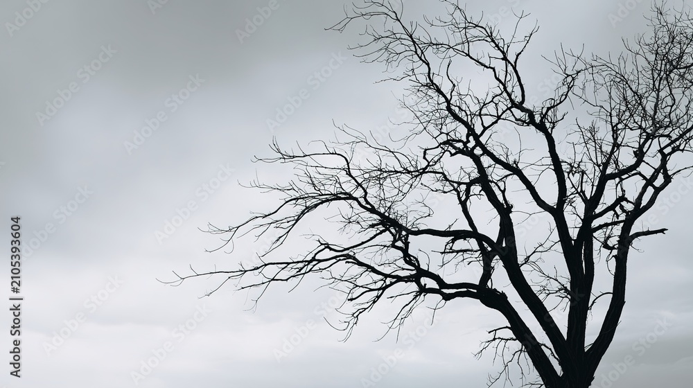 Fototapeta premium dead. Silhouette of barren winter tree with skeletal branches against a pale grey sky. travel magazines, destination branding, designed for travel destination branding, used by it administrators.
