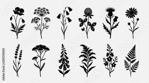 Obraz na płótnie Botanical plant silhouettes on white background