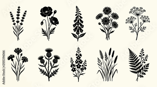 Botanical silhouette collection natural elements