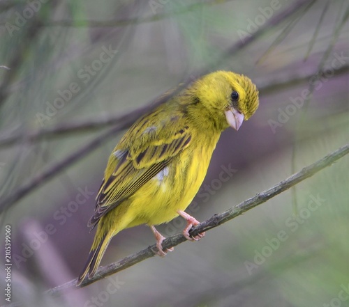 Foto Female Compact weaver (Pachyphantes superciliosus)