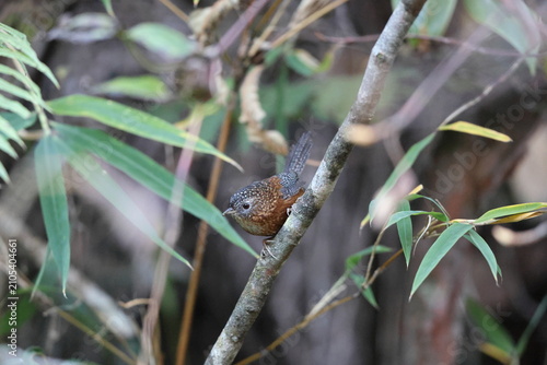 Photography The bar-winged wren-babbler (Spelaeornis troglodytoides souliei) is a species of bird in the family Timaliidae