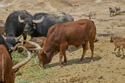 Photography Watusi cattle and buffalo feeding together in safari enclosure