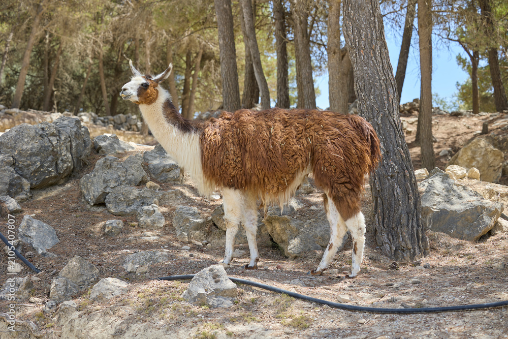 Fototapeta premium Brown and white llama standing among rocks and pine trees in safari park