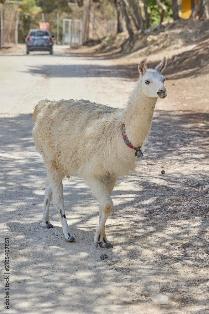 Fototapeta premium White llama standing on dirt road in wildlife safari park