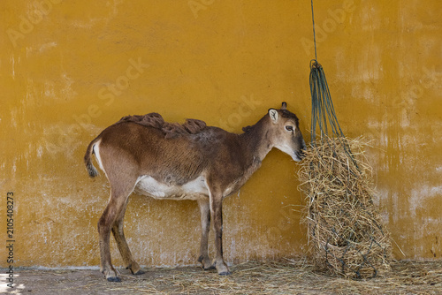 Photography Nilgai antelope feeding from hay net in wildlife enclosure
