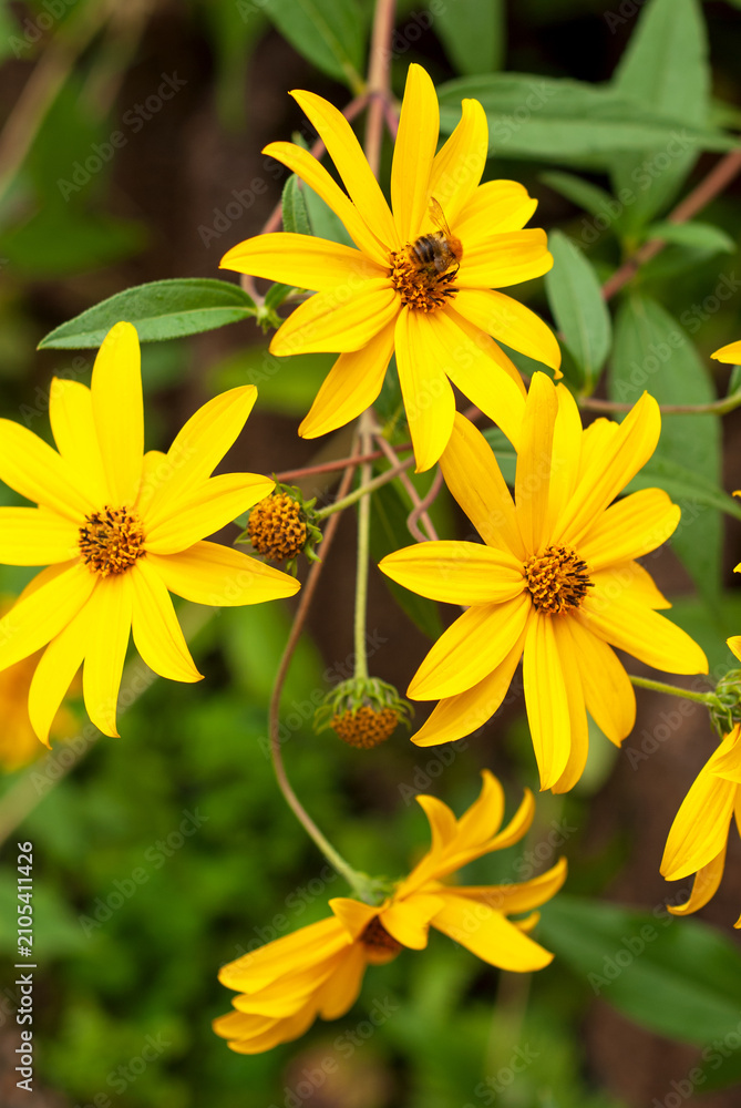 Fototapeta premium Bright Yellow Wildflowers Blooming In Summer Garden
