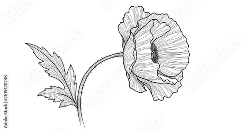 Delicate line drawing of a single poppy flower on a thin stem with detailed petals and a serrated leaf for nature themes.