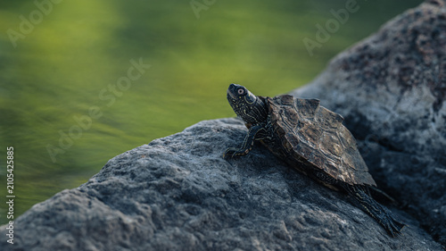 Bild auf Leinwand turtle standing on the rock near the water