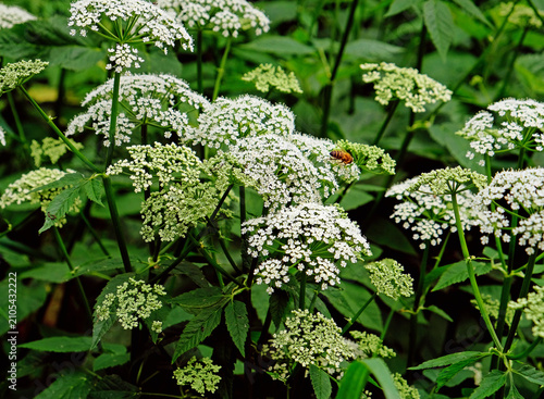Aegopodium flowering in a meadow