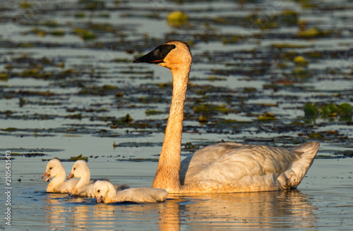 Konstfotografi Trumpeter Swan Family