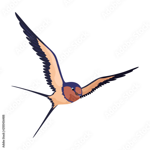 Canvastavla Swallow or Martin Passerine Bird with Long Tail and Pointed Wings