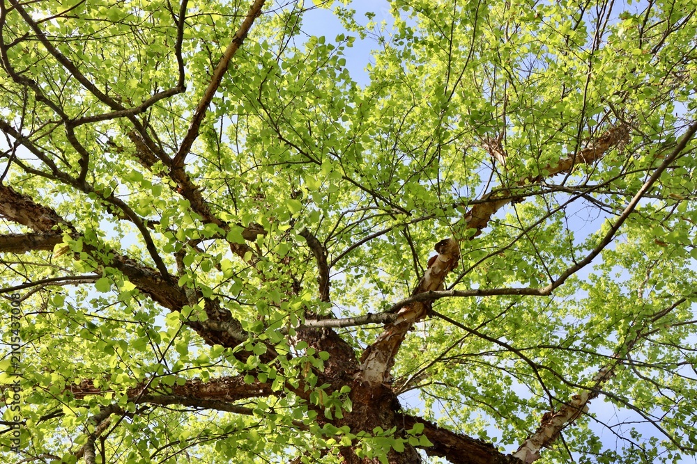 Fototapeta premium A view under the springtime tree.