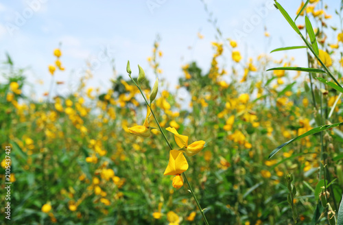 Vivid Yellow Crotalaria Juncea or Sunn Hemp Blooming in the Field