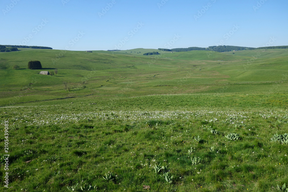 Fototapeta premium Pâturages d'estives et burons sur les Hauts-plateaux de l'Aubrac au printemps. Aubrac - Laguiole - Lozère 