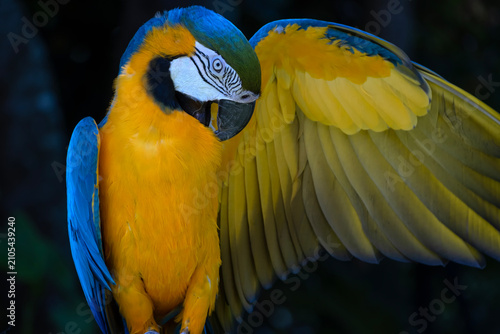 blue and yellow macaw