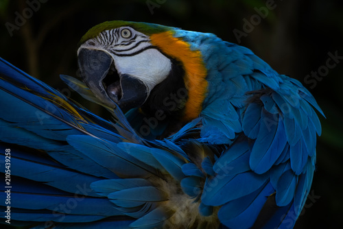 blue and yellow macaw