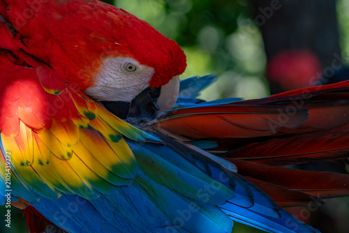 scarlet macaw parrot