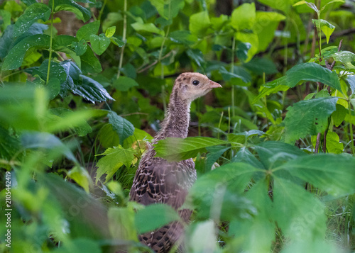 Фотография Wild Turkey Poult