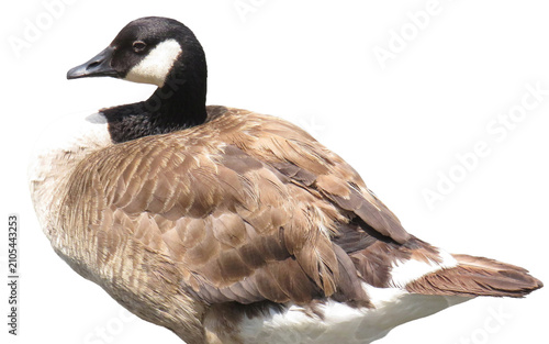 Cuadro en lienzo Canada goose isolated on white. Branta canadensis