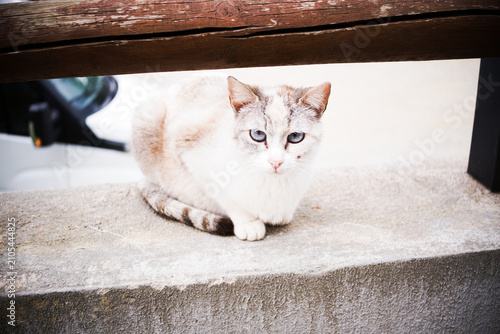 Common domestic cat with bi-colored coat with Tabby Lynx Point pattern