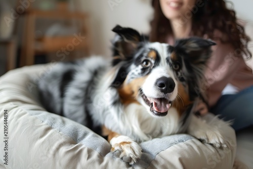 Happy Australian Shepherd Relaxing in Dog Bed with Owner, Pet Comfort and Companionship