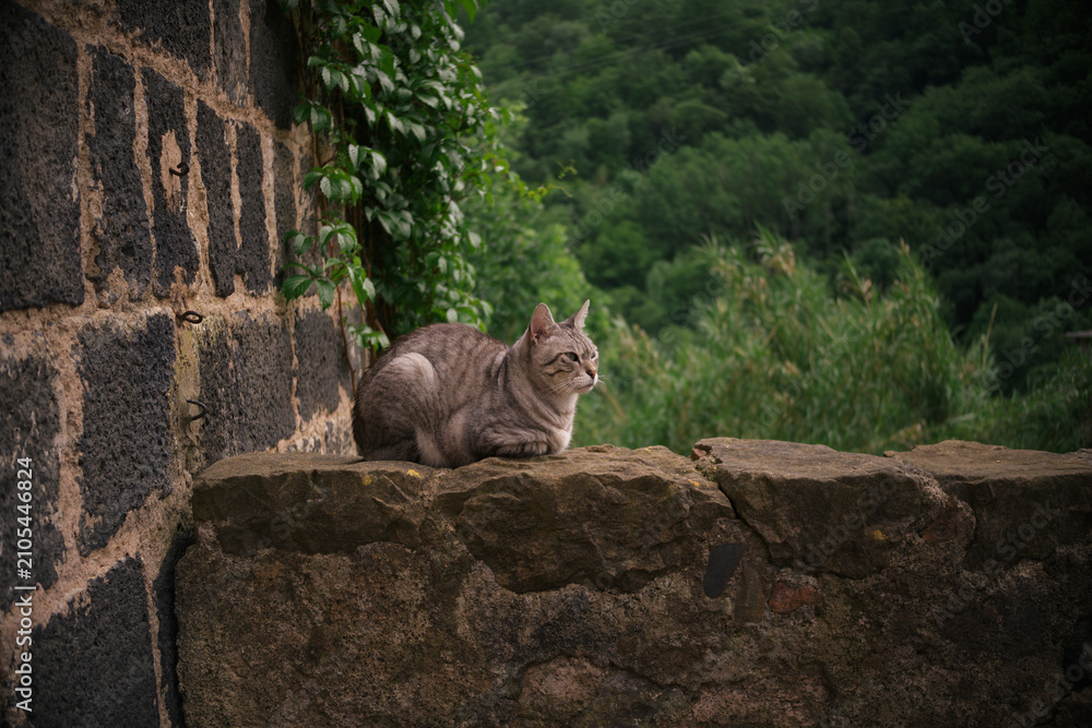 Obraz premium European common cat resting on top of a stone wall.