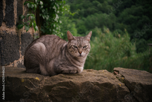 European common cat resting on top of a stone wall.