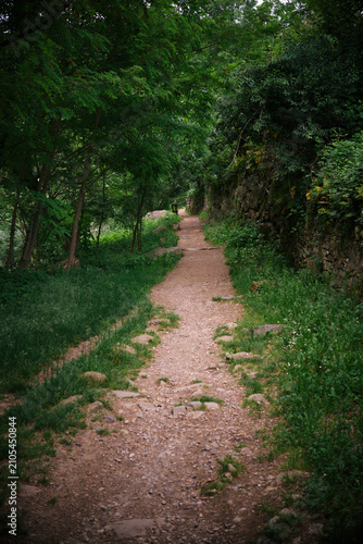 Dirt path within an area with vegetation.