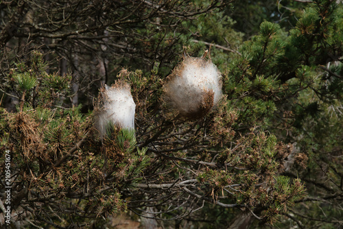 Processionary caterpillar or pine processionary caterpillar nest on a pine branch