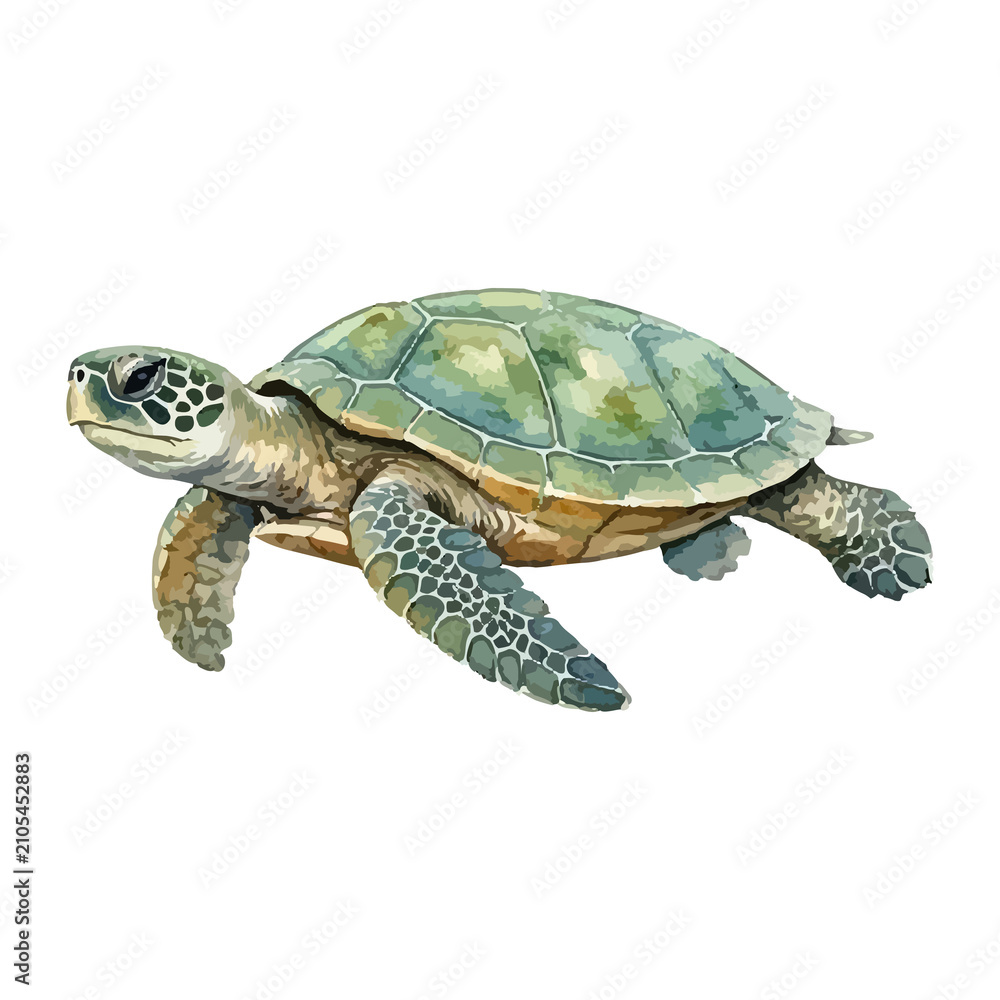 Fototapeta premium Watercolor vector illustration of a sea turtle