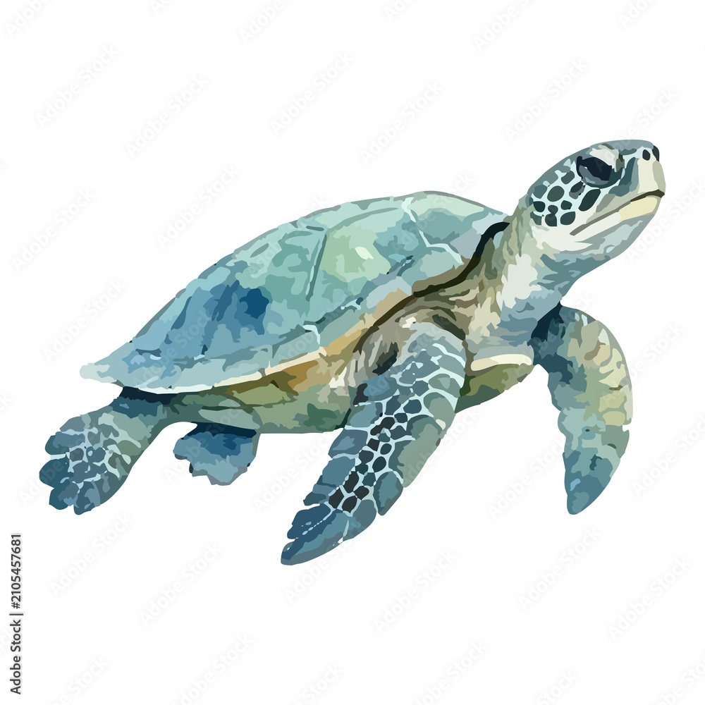 Fototapeta premium Watercolor vector illustration of a sea turtle