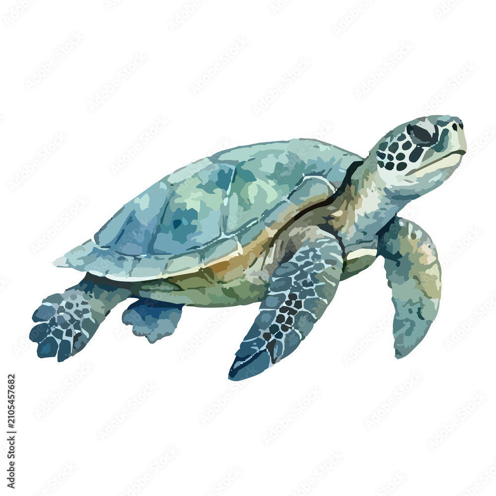 Fototapeta premium Watercolor vector illustration of a sea turtle