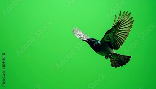 A starling soars against a vibrant green backdrop, wings spread wide.