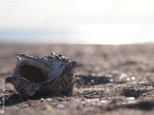 Plakat 貝殻と海