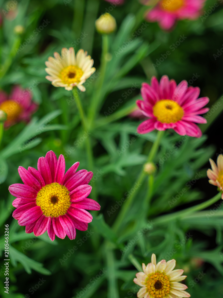 Fototapeta premium Vibrant Pink and Yellow Marguerite Daisy Flowers