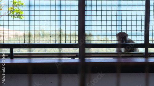Canvastavla Silhouette Monkey Looking Through Metal Grating at the Beach