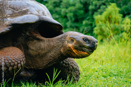 Photography Giant tortoises on the Galápagos Islands