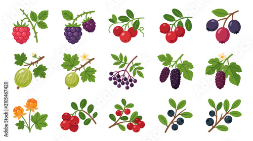 Assortment of wild berry illustrations