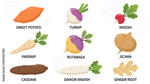 Foto Collection of root vegetables
