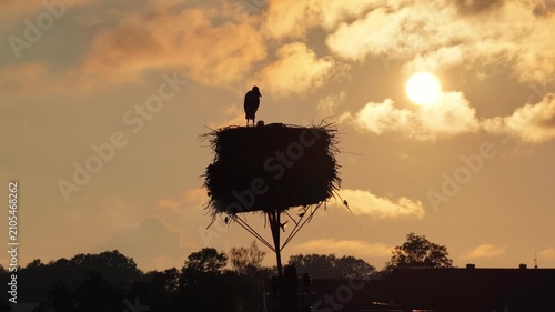 Young white storks waiting in a nest at sunset in a rural village in Poland. Juvenile storks expecting food insummer breeding season against warm evening light.Storks in a nest in the countryside