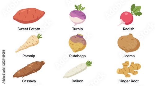 Bild auf Leinwand Root vegetables variety collection