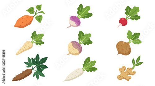 Bild auf Leinwand Root vegetables with green leaves illustration