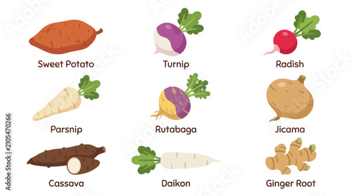 Photos Root vegetables collection