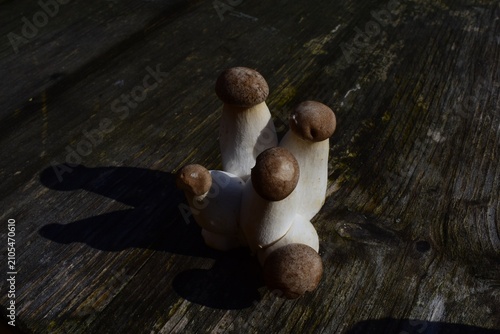 ein Grüppchen Kräuterseitlinge, Pilze auf Holz 