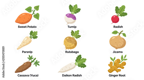Foto Variety of root vegetables and roots collection