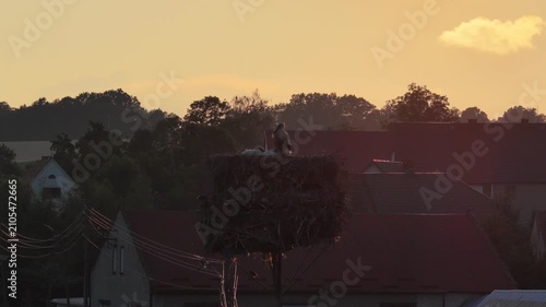 Young white storks waiting in a nest at sunset in a rural village in Poland. Juvenile storks expecting food insummer breeding season against warm evening light.Storks in a nest in the countryside