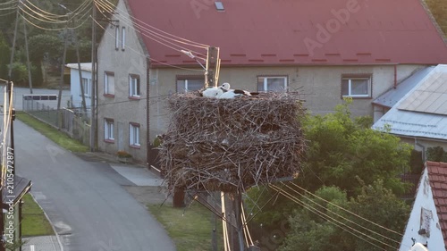 Young white storks waiting in a nest at sunset in a rural village in Poland. Juvenile storks expecting food insummer breeding season against warm evening light.Storks in a nest in the countryside
