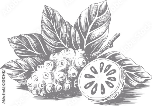 Cuadro en lienzo Dibujo a mano de fruta noni con hojas y una rodaja