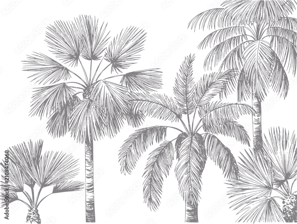 Obraz premium Estilo vintage de palmeras tropicales en tonos de gris