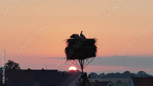 Young white storks waiting in a nest at sunset in a rural village in Poland. Juvenile storks expecting food insummer breeding season against warm evening light.Storks in a nest in the countryside